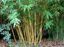 将图片加载到图库查看器，Bamboo Alphonse Karr—Bambusa multiplex 小琴丝竹
