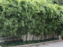 将图片加载到图库查看器，Black Bamboo— Phyllostachys nigra 紫竹
