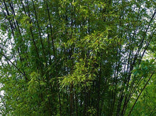 Load image into Gallery viewer, Black Bamboo— Phyllostachys nigra 紫竹
