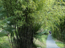 将图片加载到图库查看器，Black Bamboo— Phyllostachys nigra 紫竹
