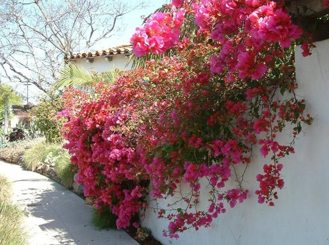 Bougainvillea Red 'Barbara Karst' (Vine Type) 亮红三角梅 – LA-PLANTS.COM