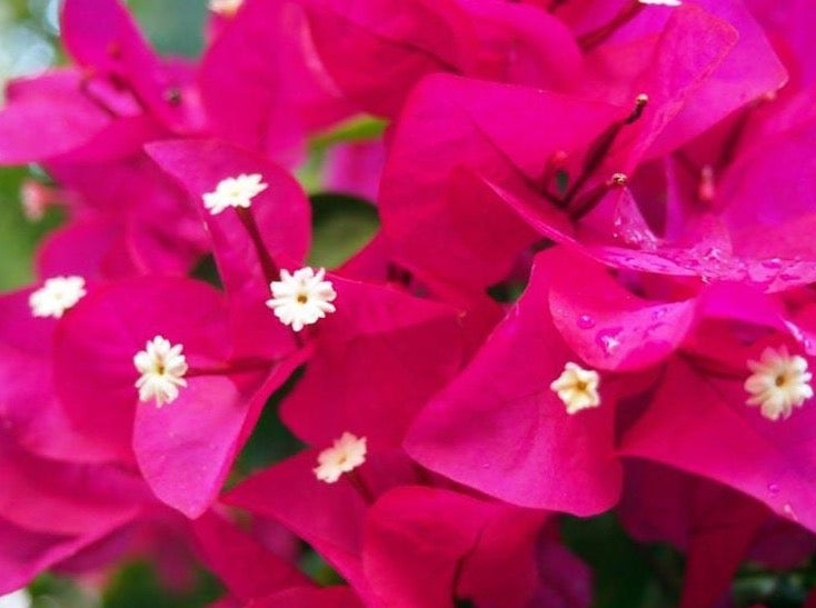 Bougainvillea Red 'Barbara Karst' (Vine Type) 亮红三角梅– LA