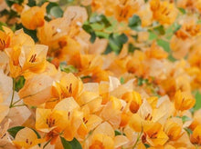 Load image into Gallery viewer, Bougainvillea Gold &#39;California Gold&#39; (&#39;Sunset&#39;) (Vine Type) 金色三角梅
