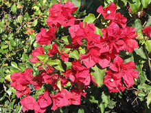 Load image into Gallery viewer, Bougainvillea Red &#39;San Diego Red&#39; (Vine Type) 红三角梅
