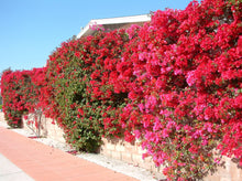 Load image into Gallery viewer, Bougainvillea Red &#39;San Diego Red&#39; (Vine Type) 红三角梅
