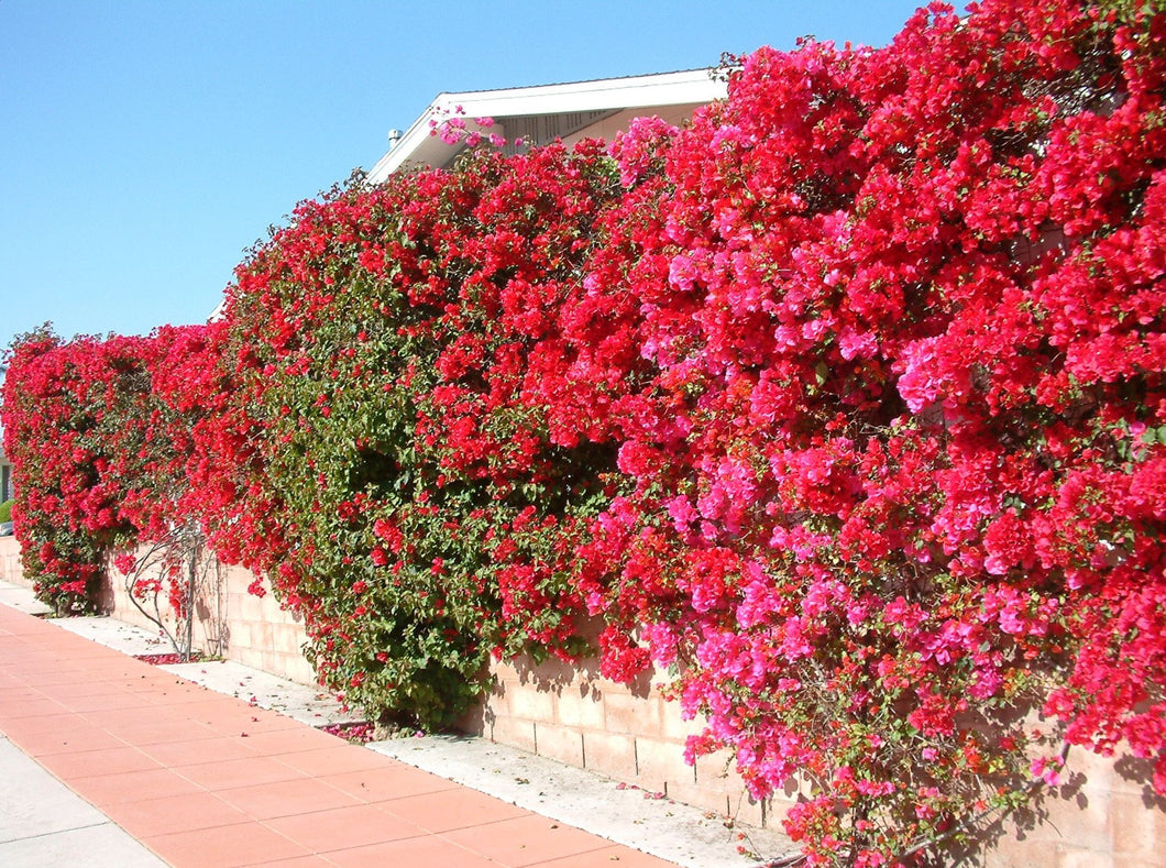 Bougainvillea Red 'San Diego Red' (Vine Type) 红三角梅