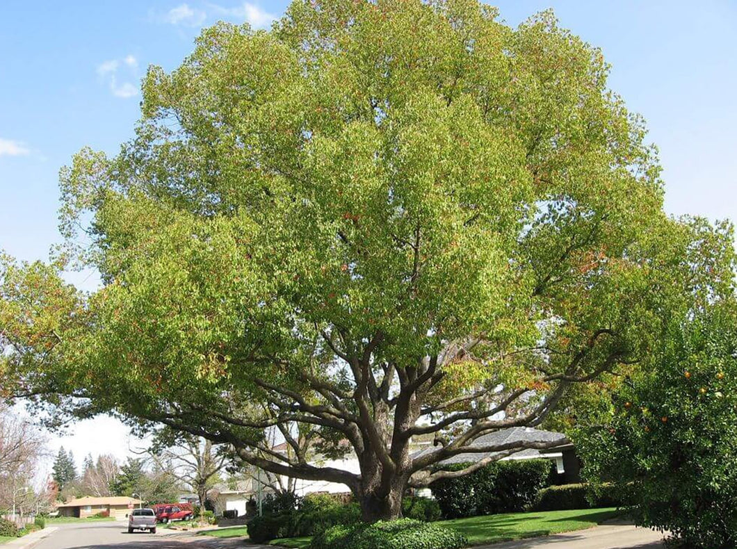 Camphor Tree—Cinnamomum Camphora 香樟树