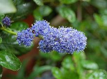 Load image into Gallery viewer, California Lilac—Ceanothus ‘Yankee Point’ 丁香花
