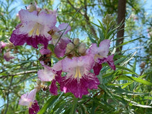 Load image into Gallery viewer, Desert Willow— Chilopsis linearis 沙漠葳
