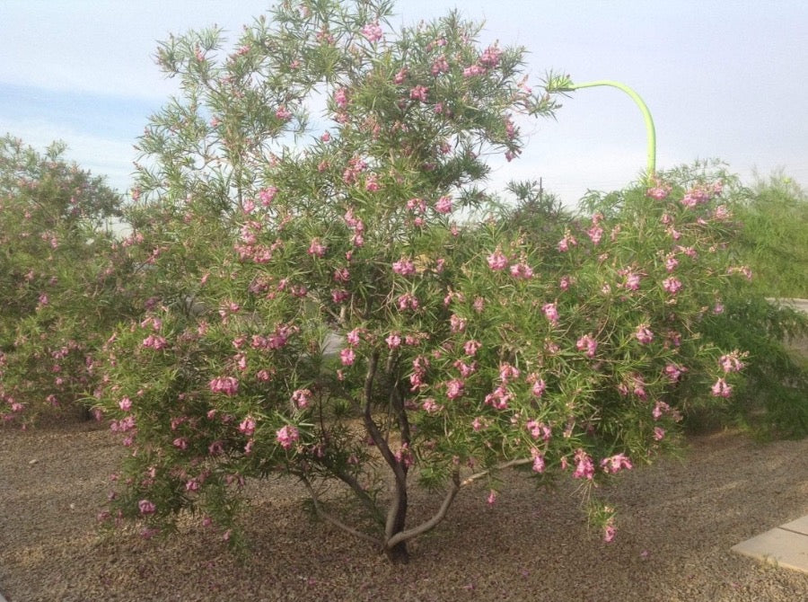 Desert Willow— Chilopsis linearis 沙漠葳