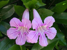 Load image into Gallery viewer, Violet Trumpet Vine— Clytostoma callistegioides (Bignonia violacea) 连理藤/紫喇叭花
