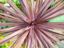 将图片加载到图库查看器，Red Grass Palm— Cordyline australis &#39;Red Star’ 剑叶朱蕉
