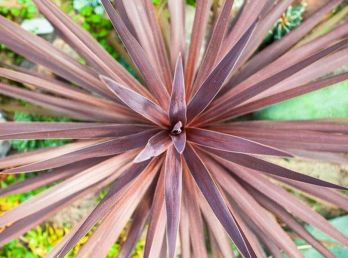 cordyline red star dracaena palm Red Grass Palm— Cordyline australis 'Red Star' 剑叶朱蕉 – LA-PLANTS.COM