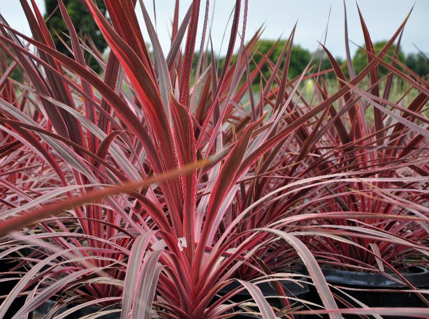 pink palm plant Electric Pink Grass Palm— Cordyline 'Electric Pink’ 亮粉朱蕉