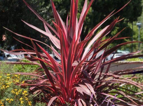 pink palm plant Electric Pink Grass Palm— Cordyline 'Electric Pink' 亮粉朱蕉 – LA-PLANTS.COM