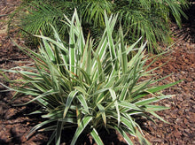 将图片加载到图库查看器，Variegated Tasman Flax Lily— Dianella tasmanica 山菅兰
