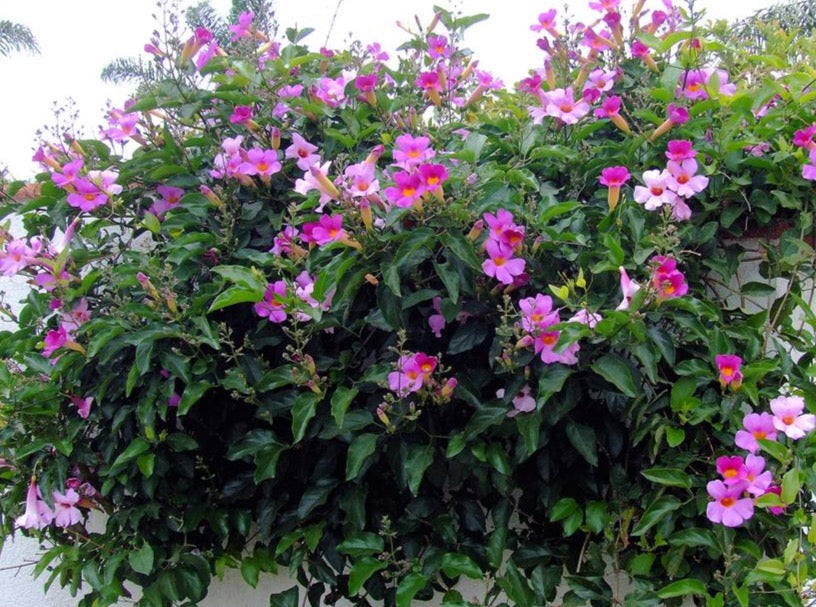 Royal Trumpet Vine— Distictis 'Rivers'(Bignonia riversii) 凌霄花 – LA ...