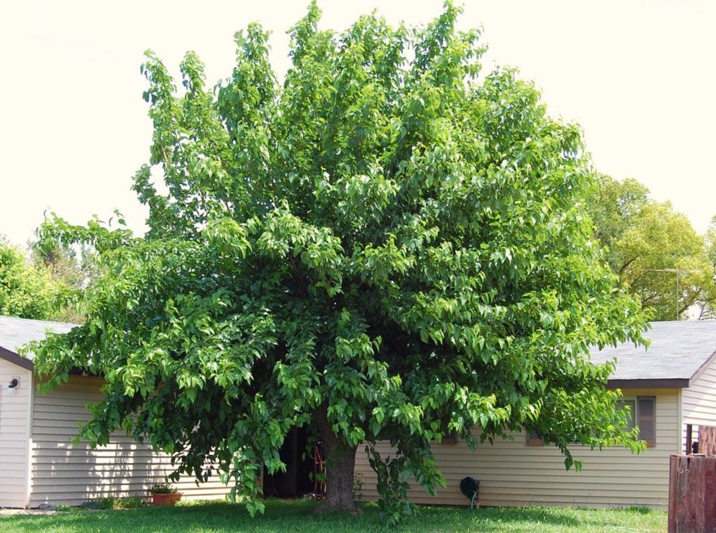 Mulberry fruitless discount tree