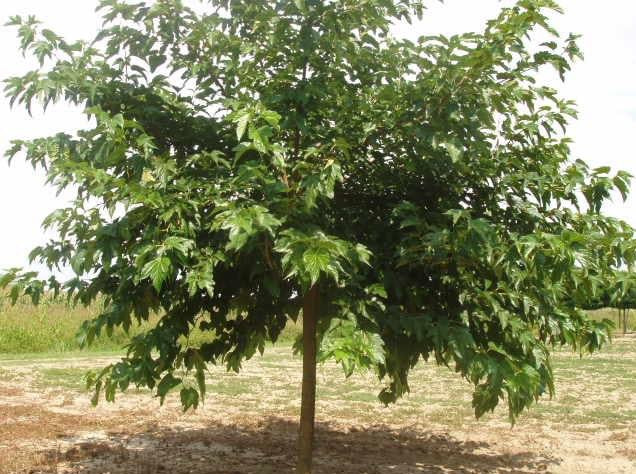 Fruitless Mulberry— Morus Alba 桑树