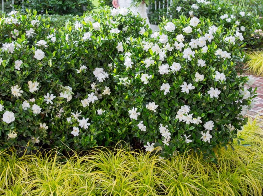Gardenia ‘Veitchii’— Gardenia Jasminoides 栀子花