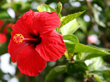 Load image into Gallery viewer, Hibiscus Red 木芙蓉
