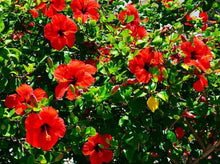 Load image into Gallery viewer, Hibiscus Red 木芙蓉
