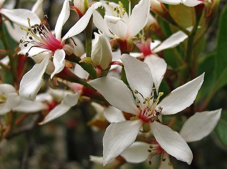 Indian Hawthorn 'Clara'—Rhaphiolepis Indica 'Clara' 石斑木（白花