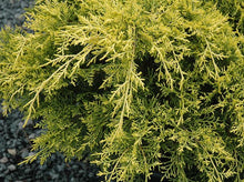 将图片加载到图库查看器，Golden Pfitzer Juniper- Juniperus Chinensis ‘Old Gold’ 金刺柏
