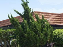 Load image into Gallery viewer, Hollywood Juniper- Juniperus Chinensis ‘Kaizuka&#39; 好莱坞杜松柏
