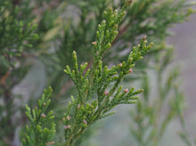 将图片加载到图库查看器，Hollywood Juniper- Juniperus Chinensis ‘Kaizuka&#39; 好莱坞杜松柏
