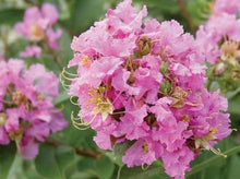 Load image into Gallery viewer, Crape Myrtle Lavender— Lagerstroemia ‘Muskogee’ 粉花紫薇

