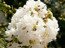 Load image into Gallery viewer, Crape Myrtle White— Lagerstroemia ‘Natchez&#39; 白花紫薇

