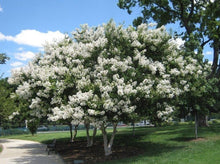 Load image into Gallery viewer, Crape Myrtle White— Lagerstroemia ‘Natchez&#39; 白花紫薇

