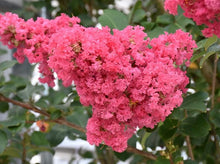 Load image into Gallery viewer, Crape Myrtle Red— Lagerstroemia ‘Tuscarora’ 红花紫薇
