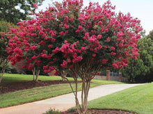 Load image into Gallery viewer, Crape Myrtle Red— Lagerstroemia ‘Tuscarora’ 红花紫薇
