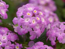 将图片加载到图库查看器，Lantana Purple 马樱丹（紫色花）
