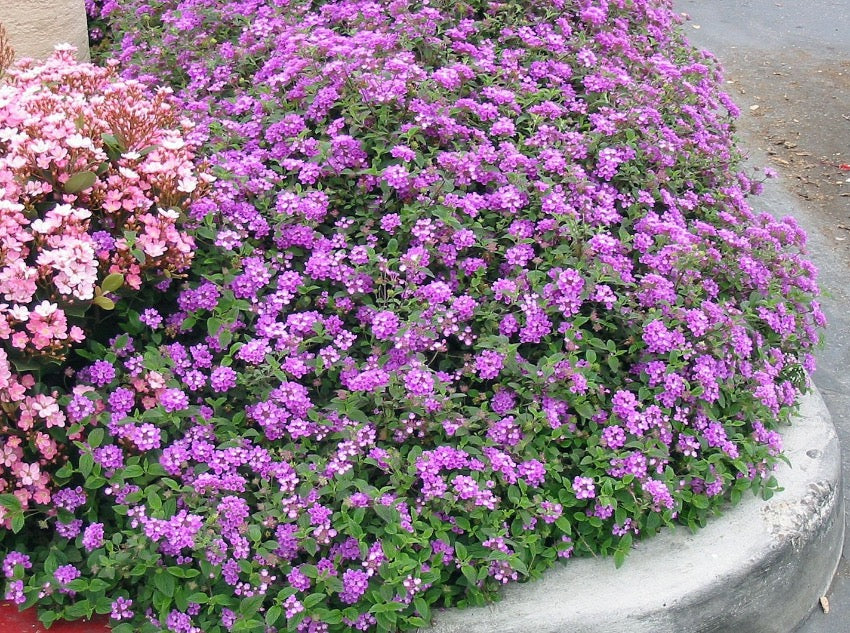 Lantana Purple 马樱丹（紫色花）