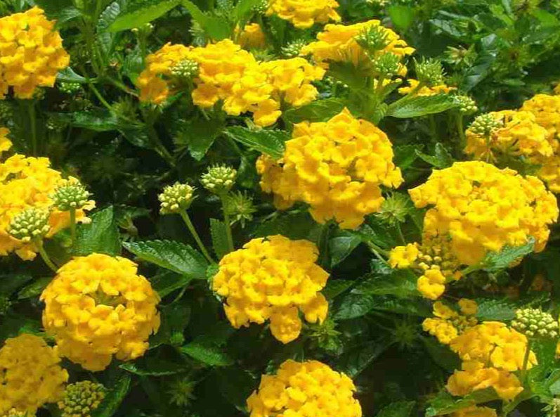 Lantana Yellow 马樱丹（黄色花） – LA-PLANTS.COM