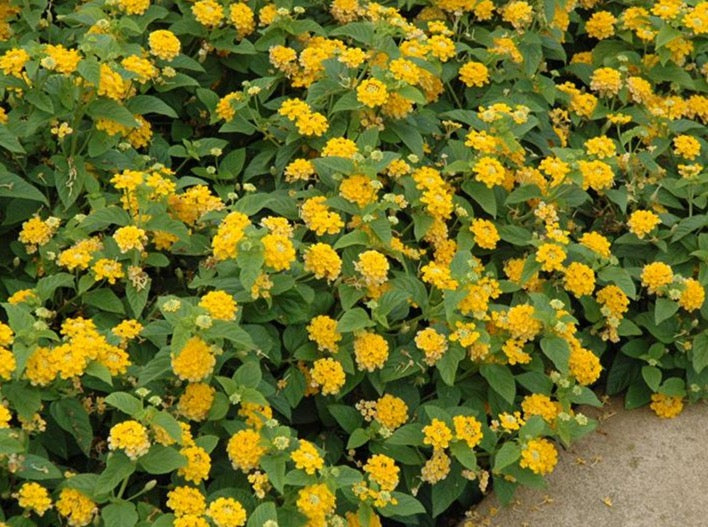 Lantana Yellow 马樱丹（黄色花）