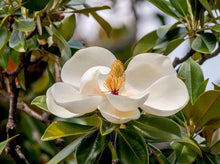 将图片加载到图库查看器，Magnolia Grandiflora Standard 广玉兰
