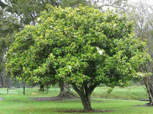 将图片加载到图库查看器，Magnolia Grandiflora Standard 广玉兰
