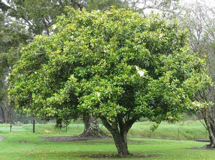 Magnolia Grandiflora Standard 广玉兰