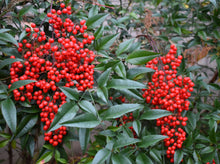 将图片加载到图库查看器，Heavenly Bamboo—Nandina Domestica 南天竹
