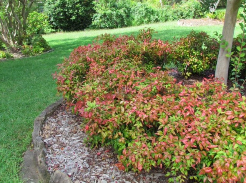 Heavenly Bamboo 'Nana'—Nandina Domestica 'Nana' 南天竹 – LA-PLANTS.COM