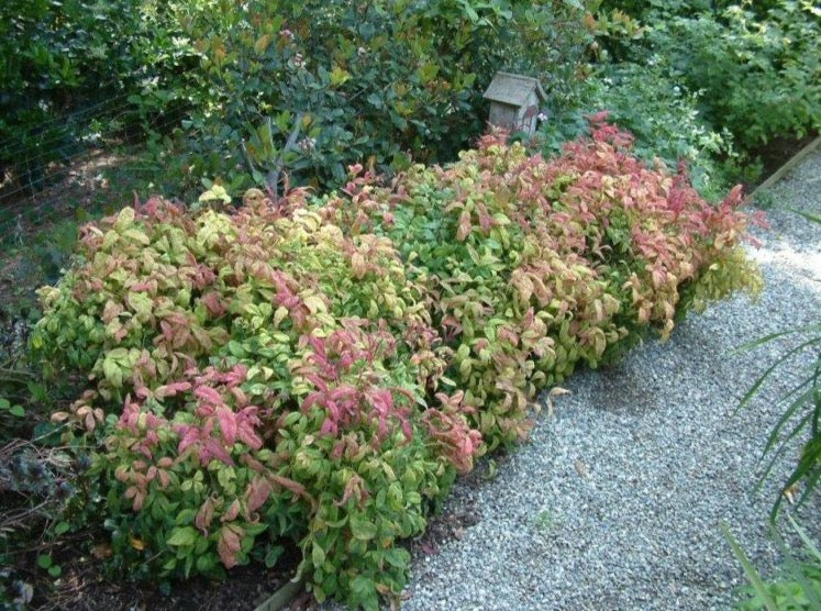 Heavenly Bamboo 'Nana'—Nandina Domestica 'Nana' 南天竹 – LA-PLANTS.COM