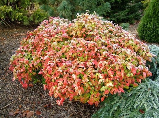 nanana-ya10オリーブ38ロングタイプ Heavenly Bamboo 'Nana'—Nandina Domestica 'Nana' 南天竹 – LA-PLANTS.COM