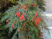 将图片加载到图库查看器，Heavenly Bamboo—Nandina Domestica 南天竹
