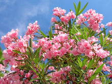 将图片加载到图库查看器，Oleander Pink— Nerium Oleander &#39;Pink Single Flower’ 粉夹竹桃
