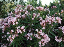 将图片加载到图库查看器，Oleander Pink— Nerium Oleander &#39;Pink Single Flower’ 粉夹竹桃

