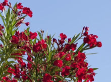将图片加载到图库查看器，Oleander Red—Nerium Oleander 红夹竹桃
